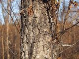 Populus laurifolia