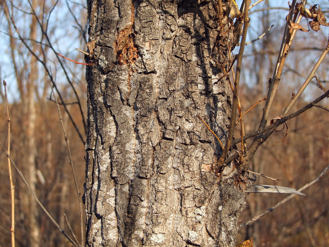 Image of Populus laurifolia specimen.