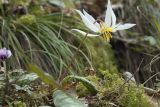 Erythronium caucasicum
