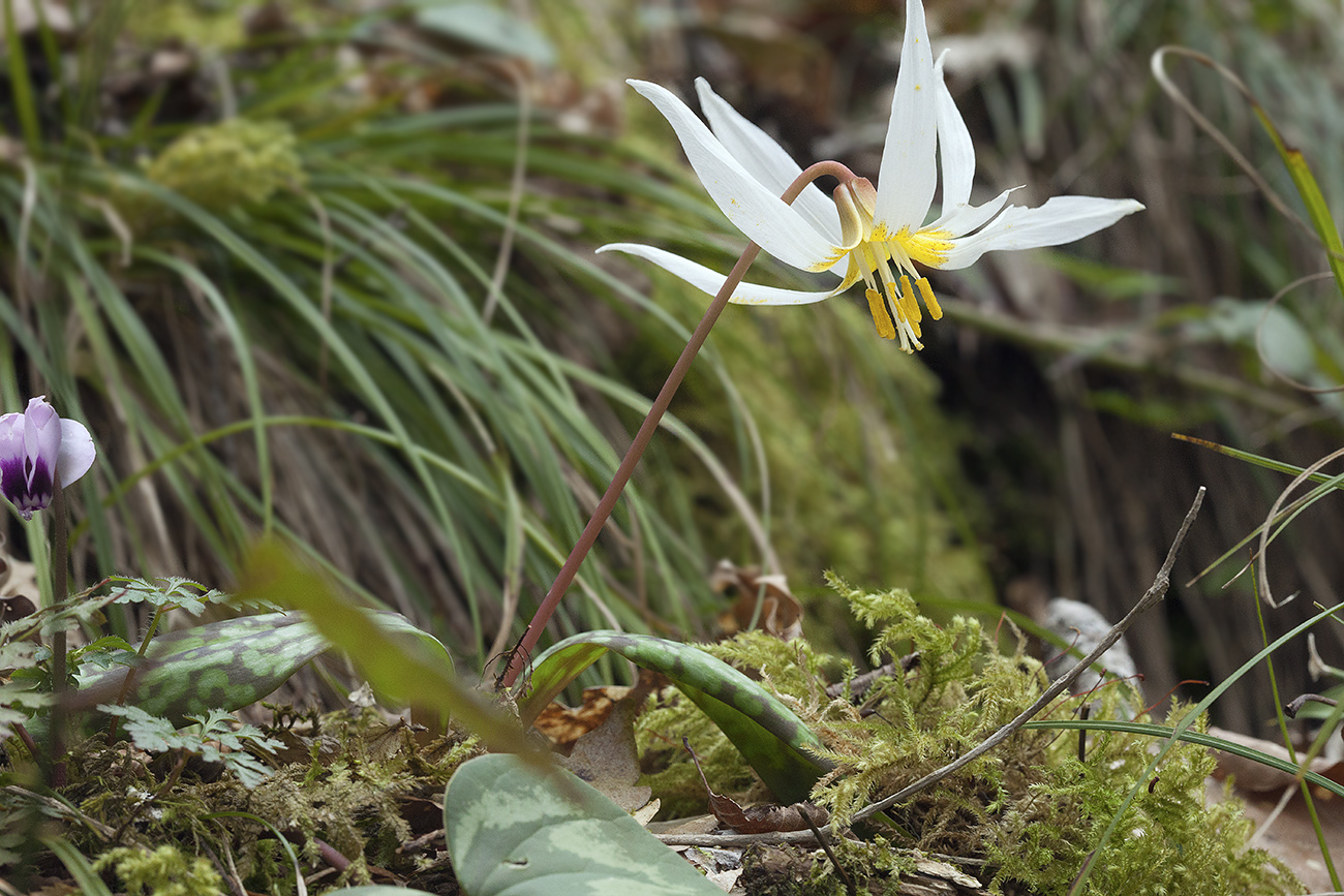 Image of Erythronium caucasicum specimen.