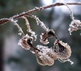 Cynoglossum officinale