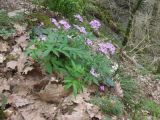 Cardamine quinquefolia