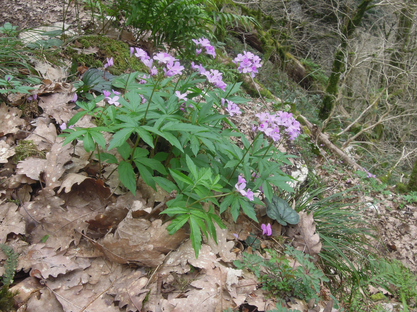 Изображение особи Cardamine quinquefolia.