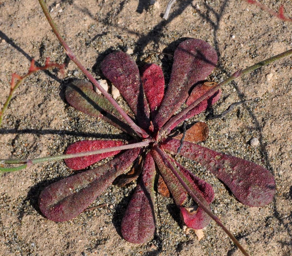 Изображение особи Limonium echioides.