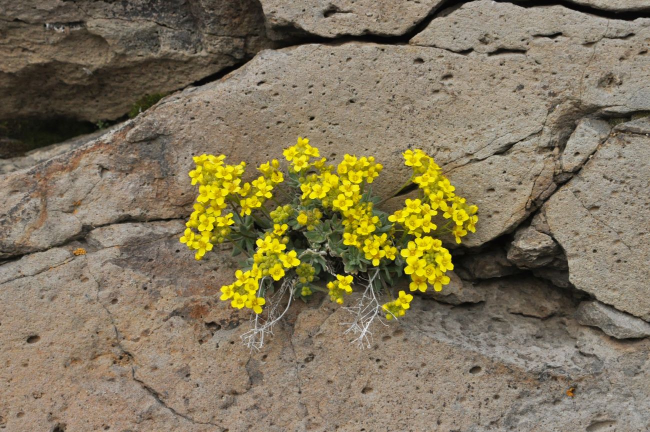Image of Draba rosularis specimen.