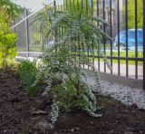 Spiraea &times; cinerea