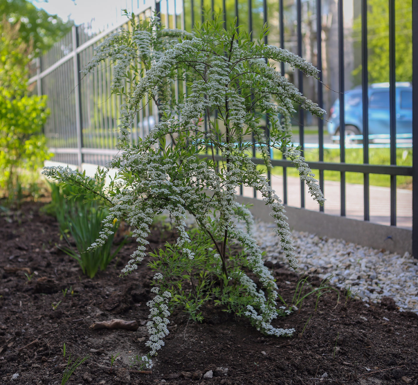 Изображение особи Spiraea &times; cinerea.