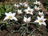 Tulipa clusiana