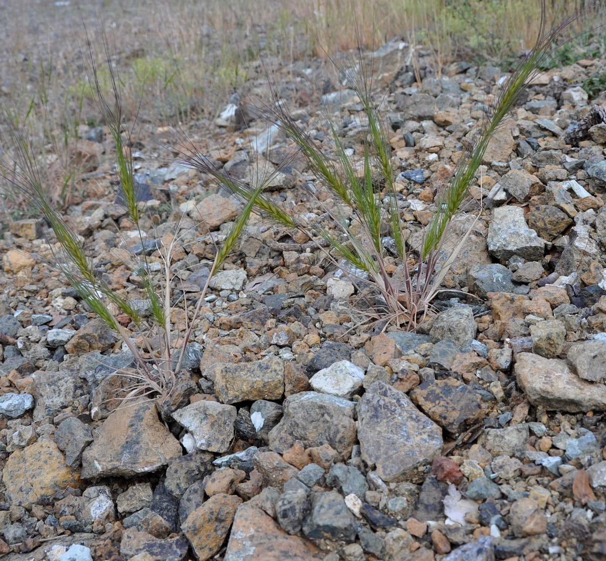 Изображение особи Taeniatherum asperum.