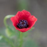 Papaver hybridum. Цветок. Крым, Керченский п-ов, Караларская степь. 30.04.2019.