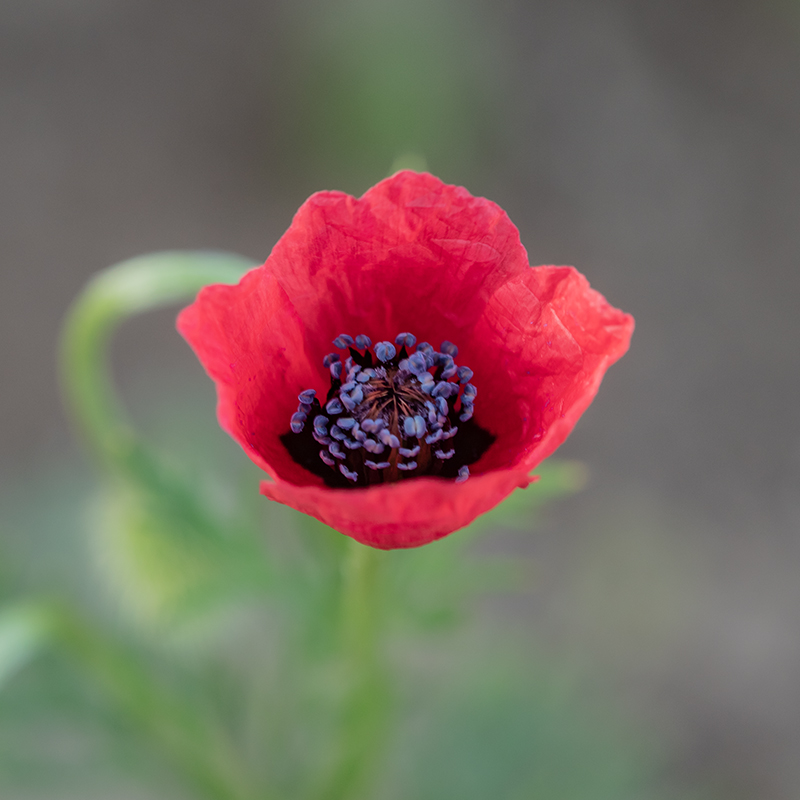 Image of Papaver hybridum specimen.