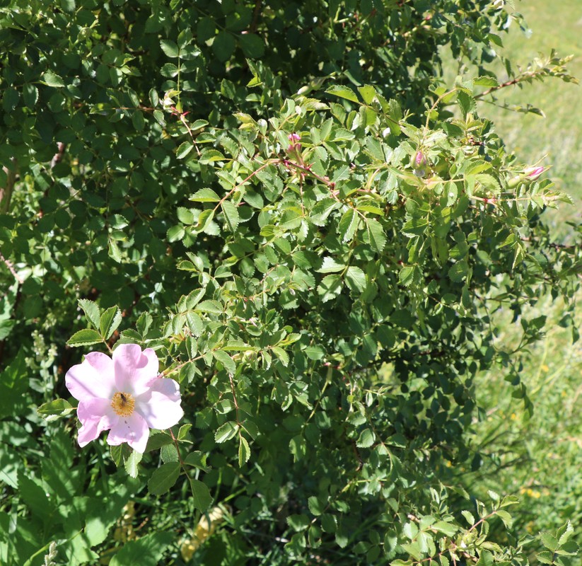 Image of genus Rosa specimen.