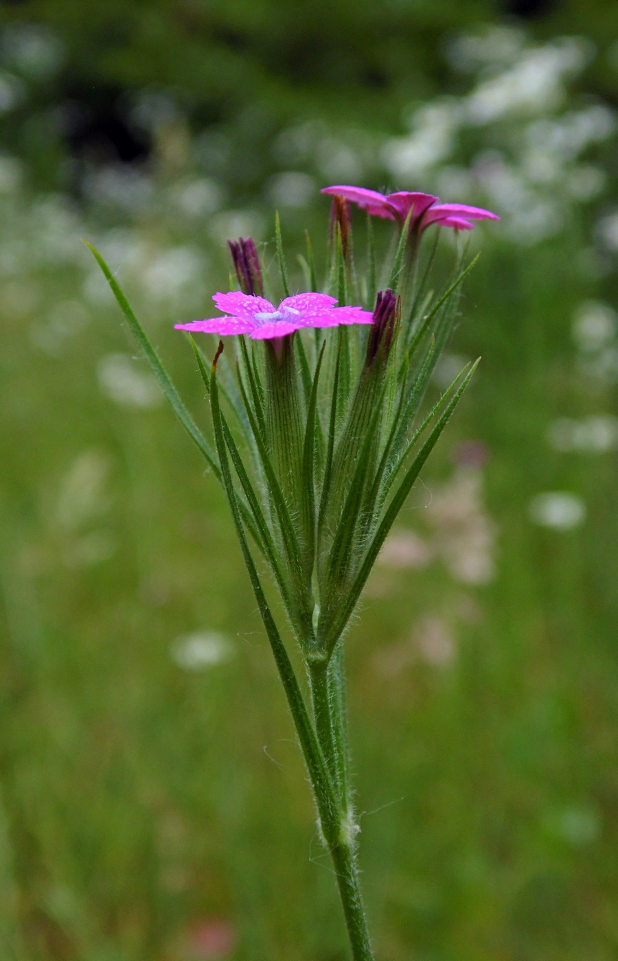 Изображение особи Dianthus armeria.