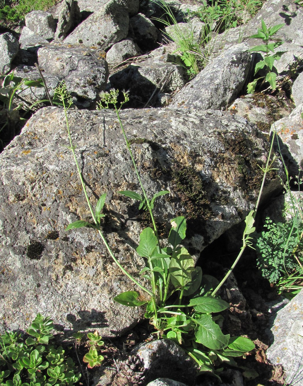 Image of Valeriana cardamines specimen.