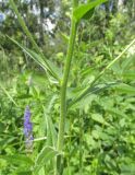 Hesperis sibirica ssp. pseudonivea