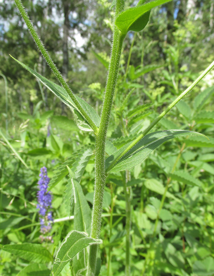 Изображение особи Hesperis sibirica ssp. pseudonivea.