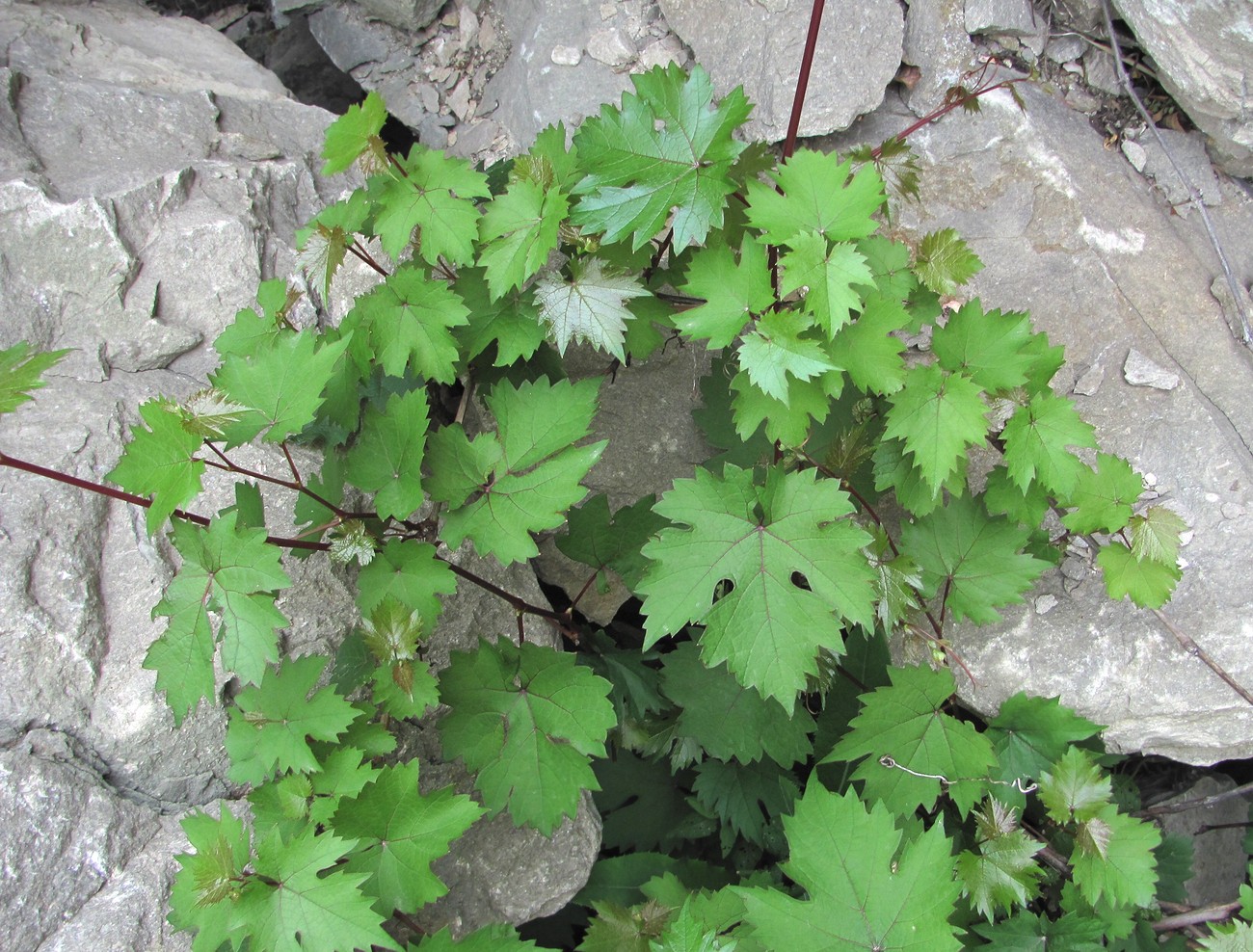 Image of Vitis vinifera specimen.