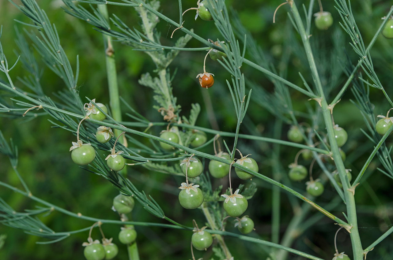 Image of Asparagus officinalis specimen.