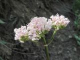 Valeriana grossheimii