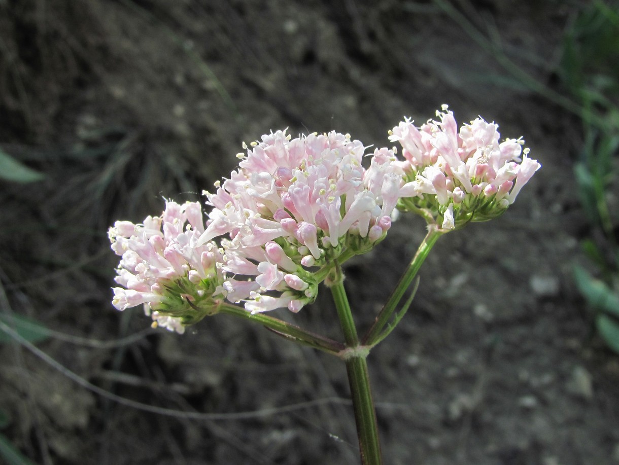 Изображение особи Valeriana grossheimii.