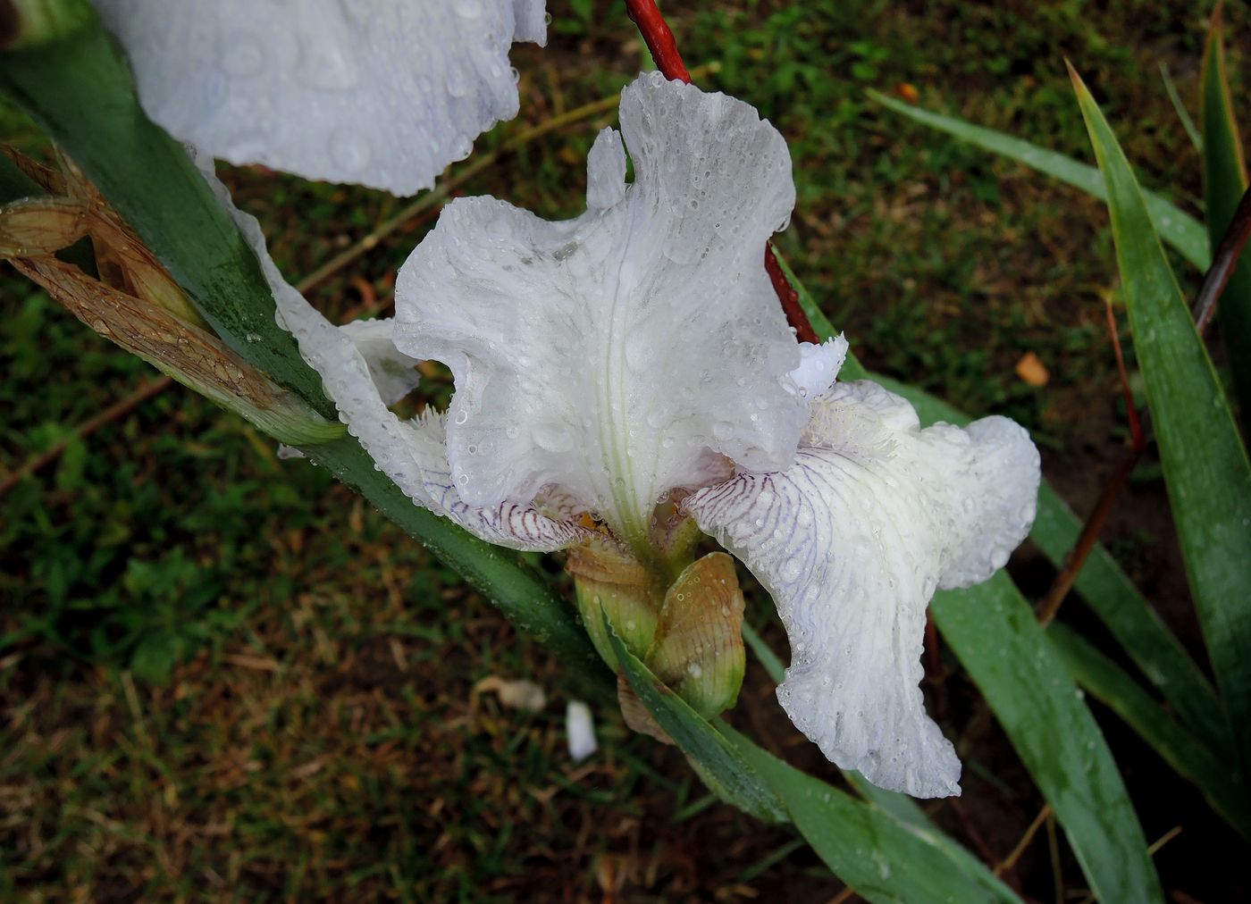 Image of Iris &times; hybrida specimen.