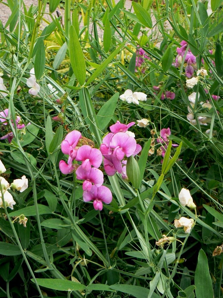 Изображение особи Lathyrus latifolius.