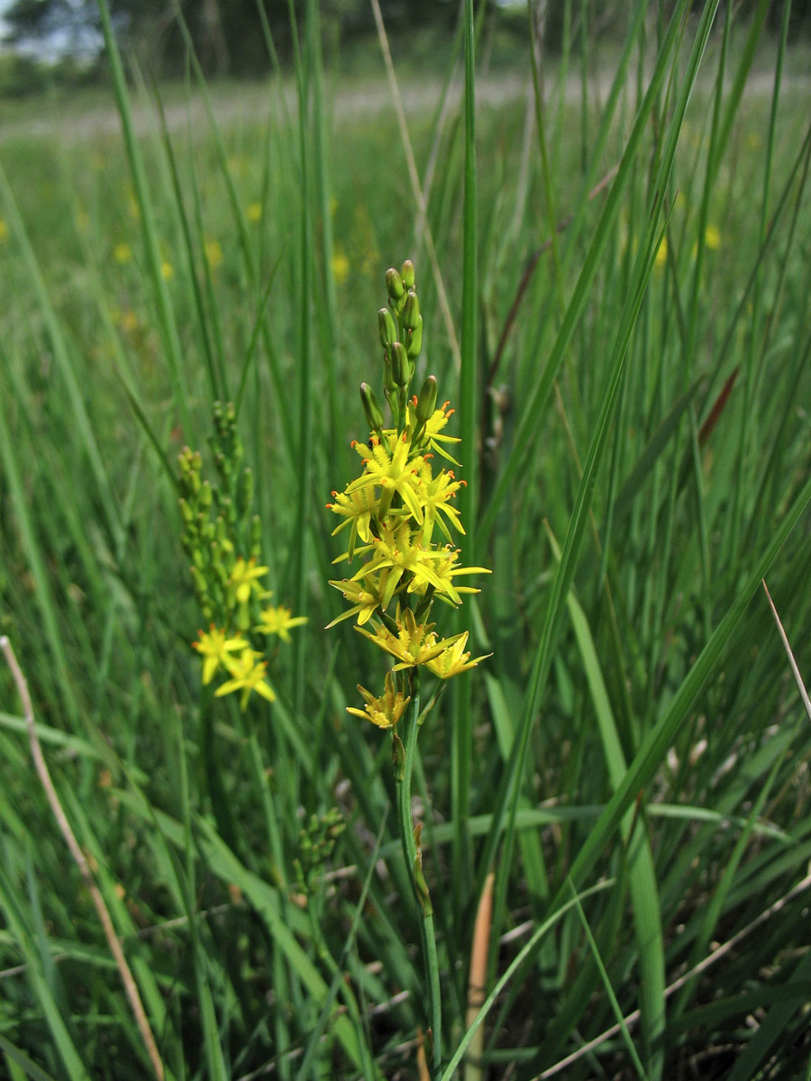 Image of Narthecium ossifragum specimen.