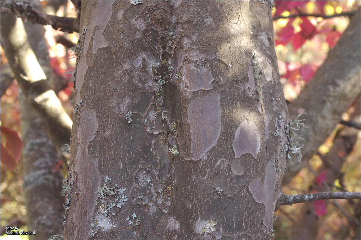 Изображение особи Parrotia persica.