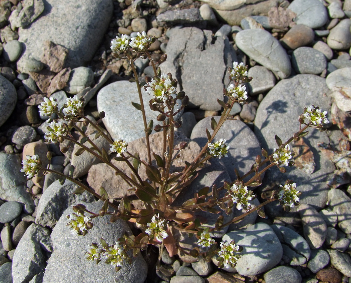 Изображение особи Cochlearia officinalis.