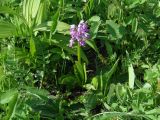 Orchis militaris. Цветущее растение. Иркутская обл, Слюдянский р-н, окр. пос. Култук, долина р. Култучная, луг. 17.06.2019.