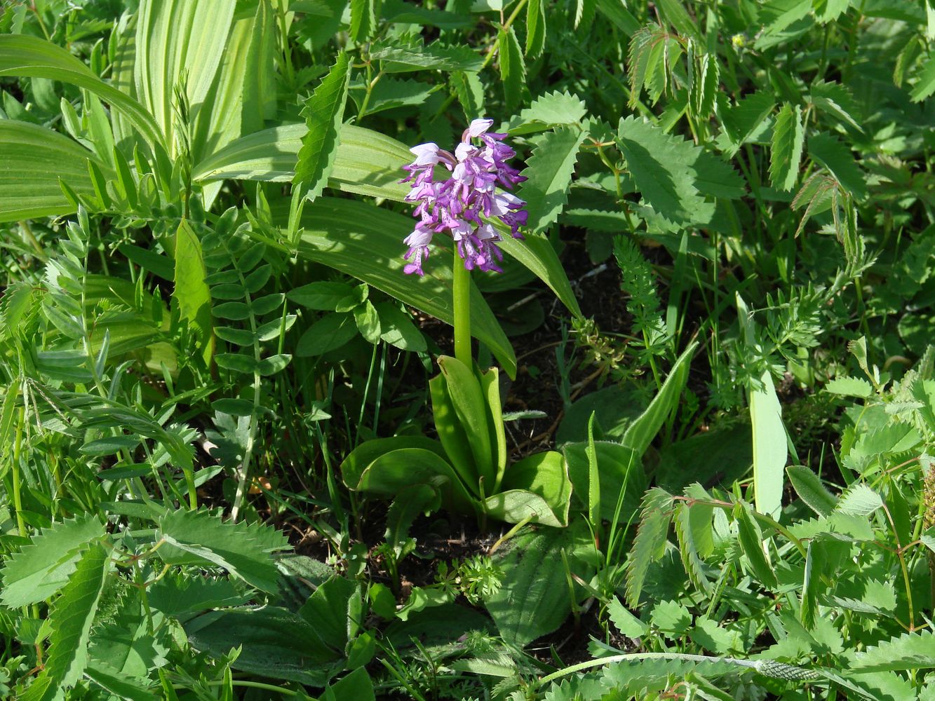 Image of Orchis militaris specimen.