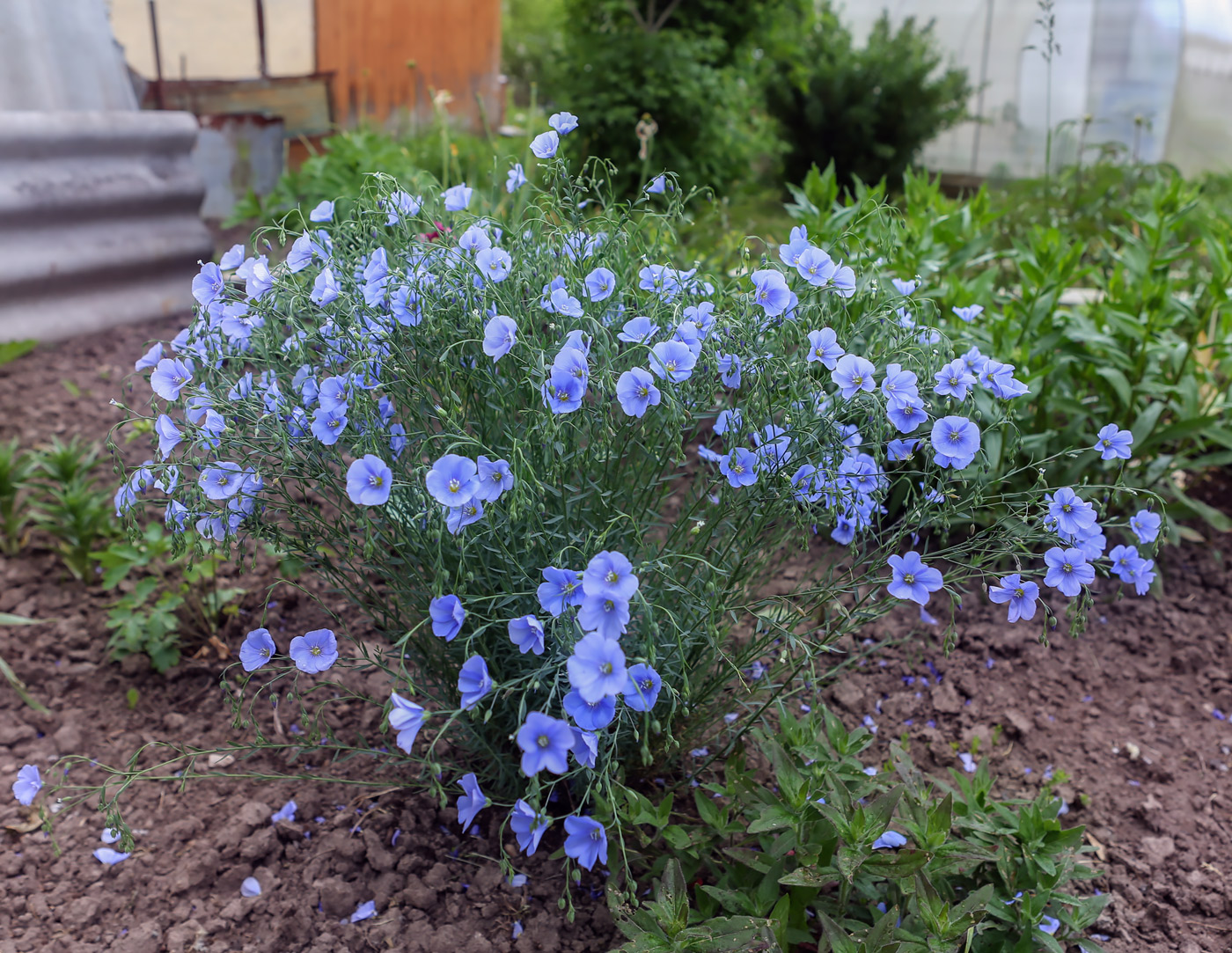 Изображение особи род Linum.