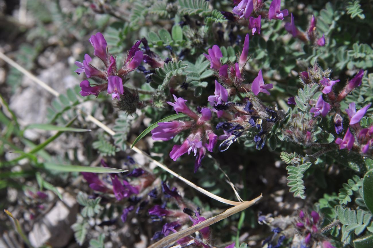 Изображение особи род Astragalus.