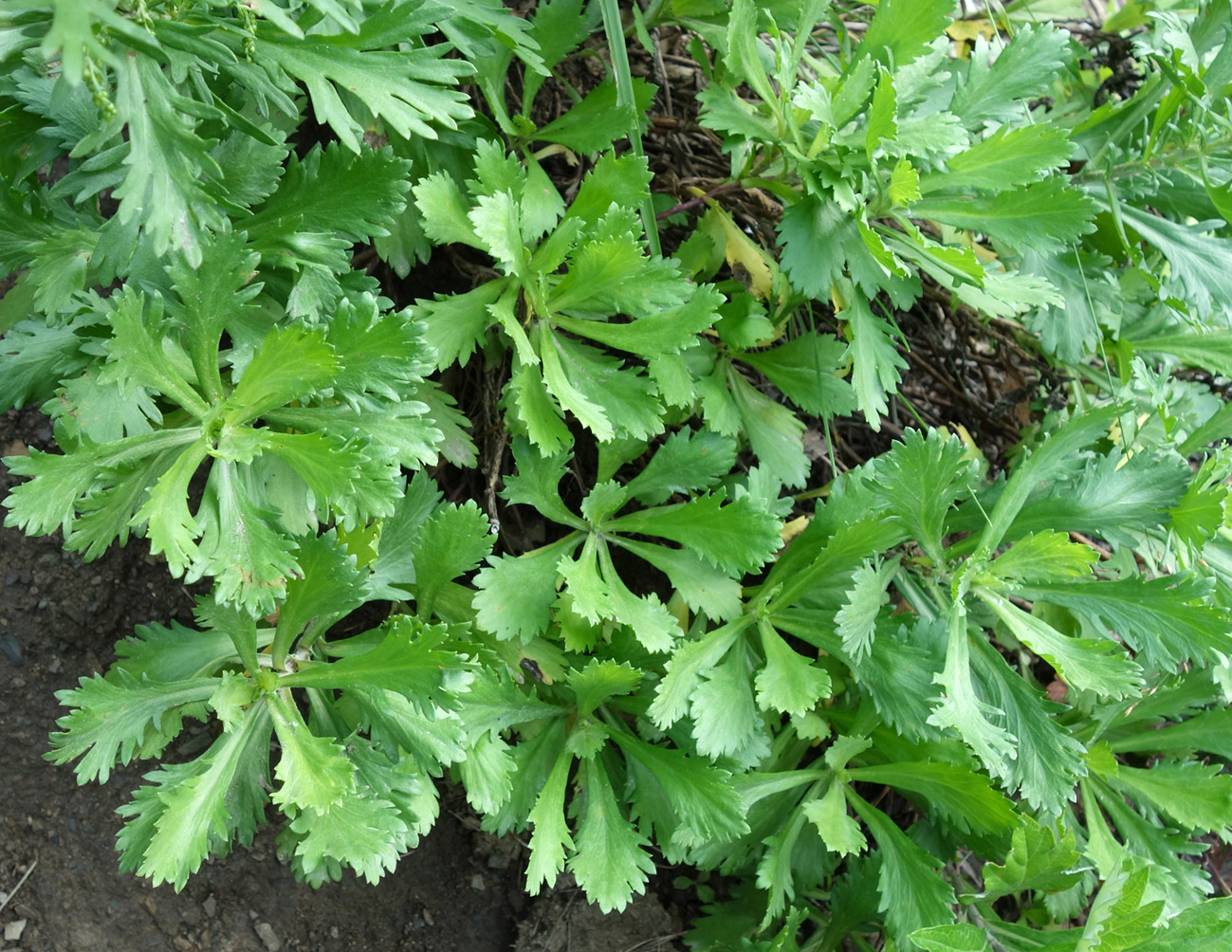 Image of Artemisia japonica specimen.