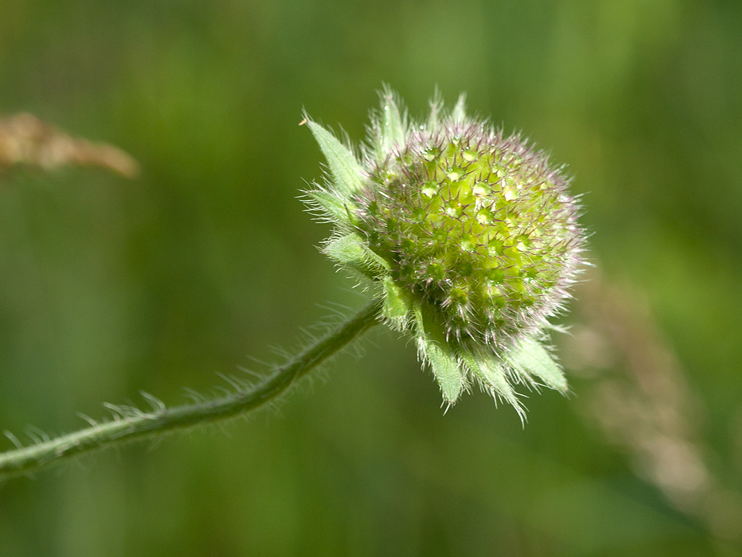 Изображение особи Knautia arvensis.