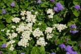 Ageratum houstonianum