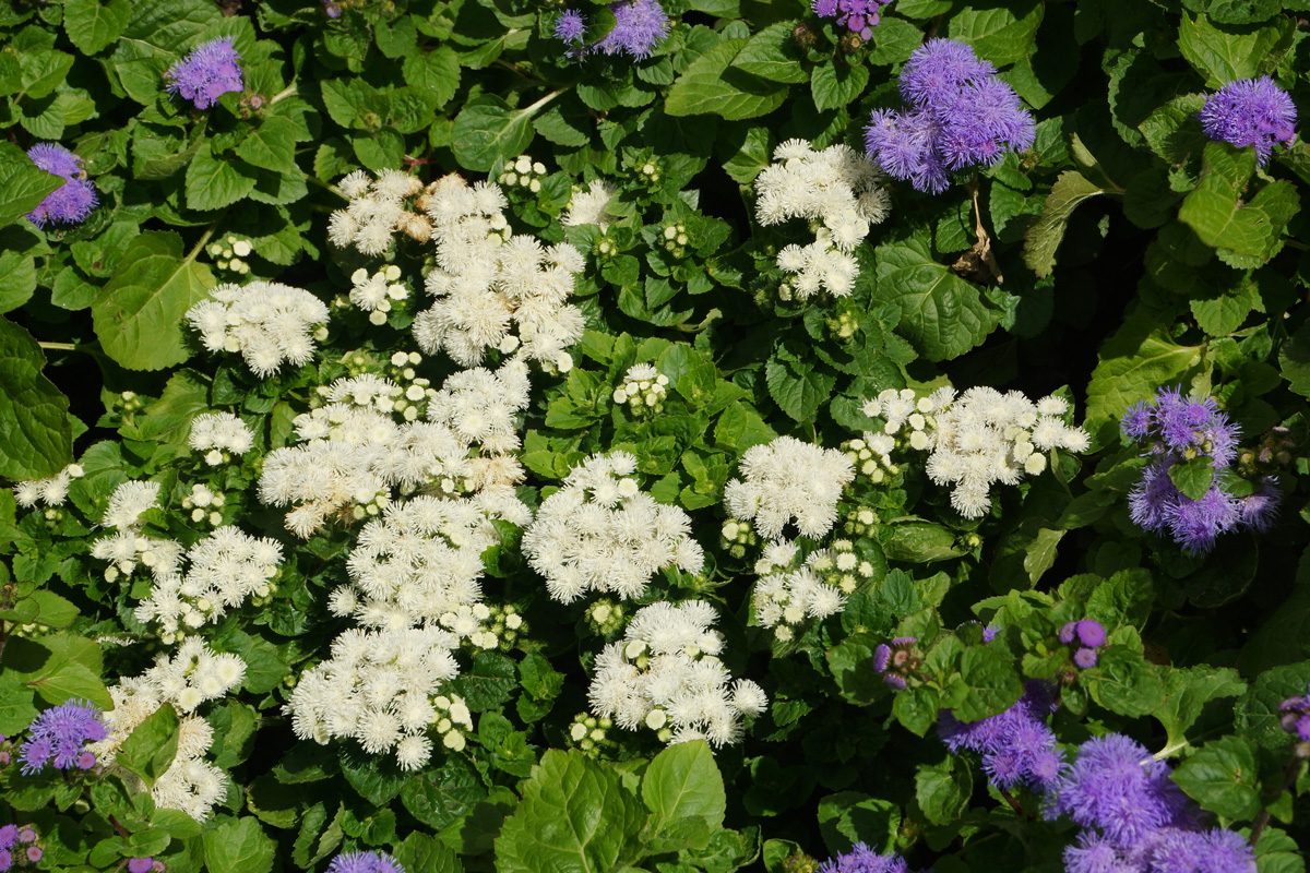 Изображение особи Ageratum houstonianum.