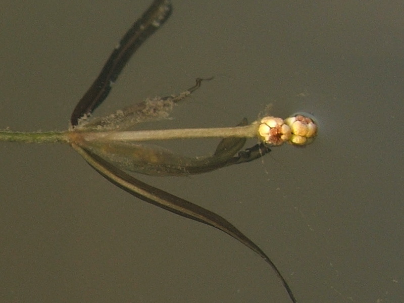 Изображение особи Potamogeton berchtoldii.