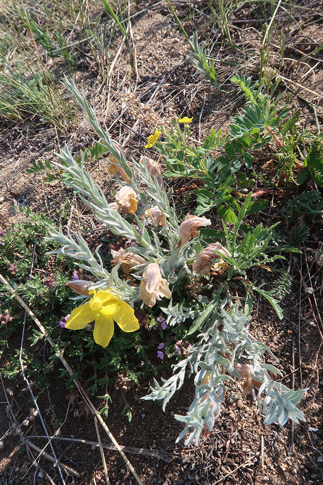 Image of Cymbaria daurica specimen.