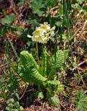 Primula pallasii. Цветущее растение. Алтай, Онгудайский р-н, Семинский перевал, ≈ 1700 м н.у.м., луг на опушке хвойного леса. 10.06.2019.