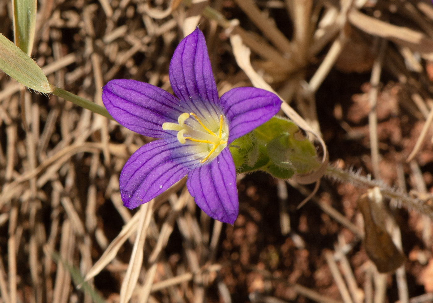 Изображение особи Campanula hierosolymitana.