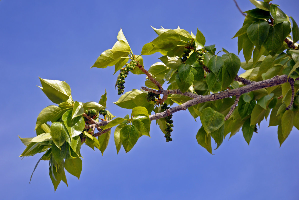 Image of Populus laurifolia specimen.