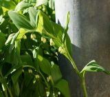 Polygonatum multiflorum