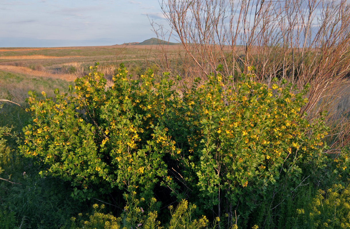 Изображение особи Ribes aureum.