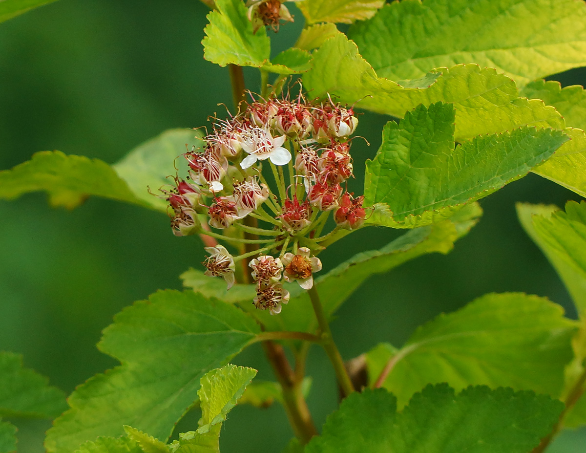 Изображение особи Physocarpus opulifolius.