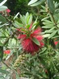род Callistemon