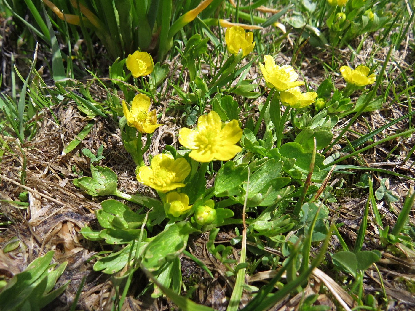 Изображение особи Ranunculus talassicus.