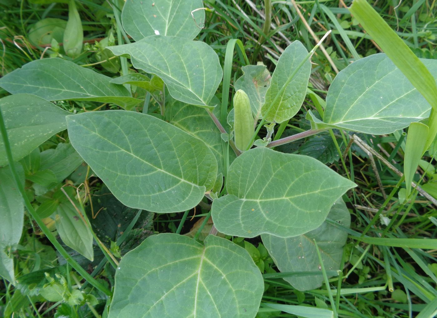Image of Datura innoxia specimen.