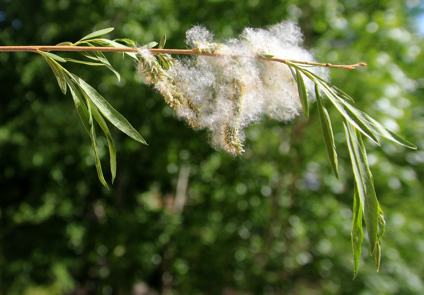 Изображение особи Salix miyabeana.