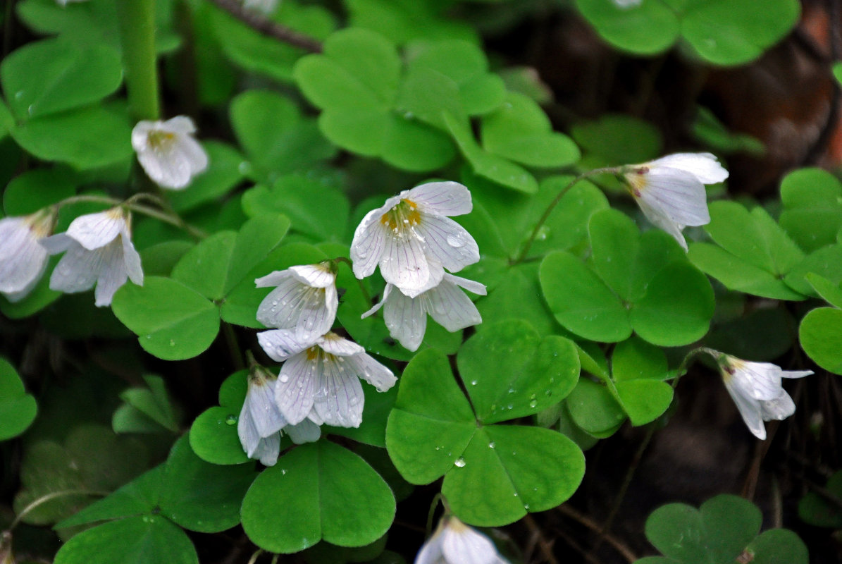 Изображение особи Oxalis acetosella.